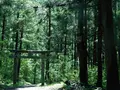 竜ヶ窪の池の写真_152954