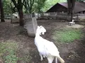 ハイジの村（旧 山梨県フラワーセンター）の写真_153138