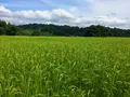 農家民宿 新助の写真_153550