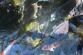 川に挟まれた水の町「郡上」の写真_154338