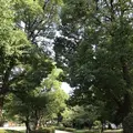 隅田川の写真_154582