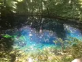 青池の写真_155219