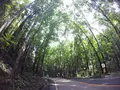 フィリピン ボホール島の写真_156189