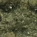 神の子池の写真_156237
