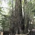 貴船神社 中宮 結社の写真_156444