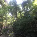 等々力渓谷の写真_156608
