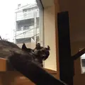 猫喫茶 空陸家 下北沢店の写真_156812