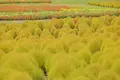 ひるがの高原コキアパークの写真_158143