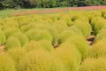 ひるがの高原コキアパークの写真_158144
