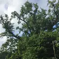 下城の大イチョウの写真_158276