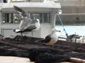 漁港めしの写真_159307