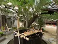 智恩寺の写真_159361