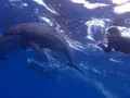 御蔵島の写真_159484