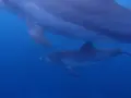 御蔵島の写真_159485