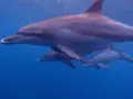 御蔵島の写真_159486