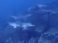 御蔵島の写真_159487