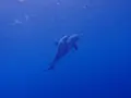 御蔵島の写真_159488