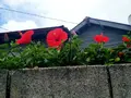 御蔵島の写真_159494