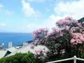 御蔵島の写真_159495