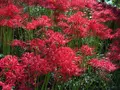 曼珠沙華公園の写真_159896