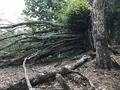 鷹ノ巣山の写真_160173
