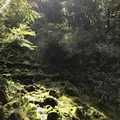 山中湖花の都公園の写真_160184