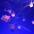 新江ノ島水族館の写真_160186