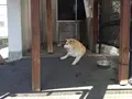 秋田犬会館の写真_160446