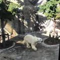 旭川市 旭山動物園の写真_161472