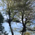 旭川市 旭山動物園の写真_161473