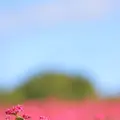 ひるがの高原コキアパークの写真_161772