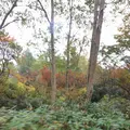 草津白根山の写真_162042