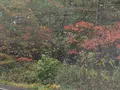 草津白根山の写真_162044
