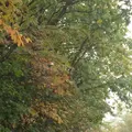 草津白根山の写真_162045
