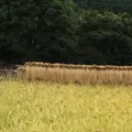 草津白根山の写真_162055