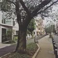九品仏川緑道 / グリーンストリートの写真_162861