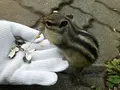 オホーツクシマリス公園の写真_163145
