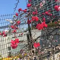 目黒天空庭園の写真_163299