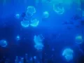 仙台うみの杜水族館の写真_163544