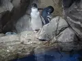 仙台うみの杜水族館の写真_163545