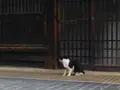 たけはら町並み保存地区の写真_164057