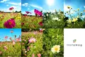 昭和記念公園 みんなの原っぱの写真_164315