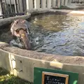 旭川市 旭山動物園の写真_165390