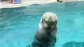 鳥羽水族館の写真_165968