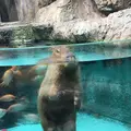 鳥羽水族館の写真_165969