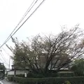 石薬師の蒲桜の写真_165985