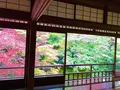 瑠璃光院の写真_166226