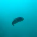 足摺海底館の写真_166261