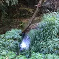 高尾山の写真_166464