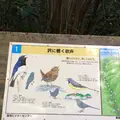 高尾山の写真_166470